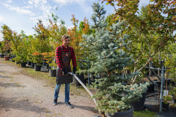 How Our Tree Care Process Works  in  Parchment, MI